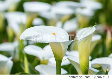 Yangmingshan Bamboo Lake Calla Lily 87869604