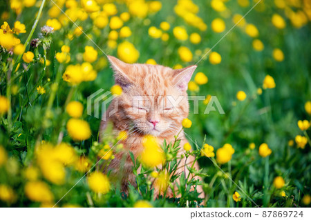 Ginger kitten walking in the grass with dandelions on a summer sunny day 87869724