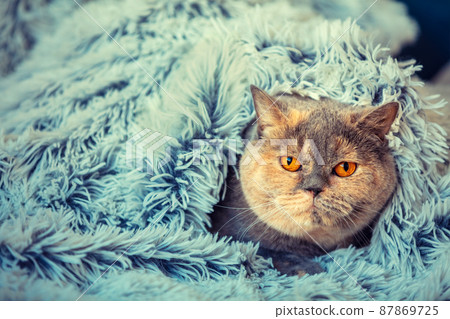 Cute cat peeking out from under the soft fur blue blanket. The cat wrapped in a blanket 87869725