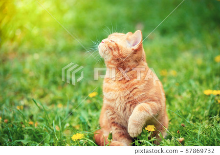Ginger kitten walking in the grass with dandelions on a summer sunny day 87869732