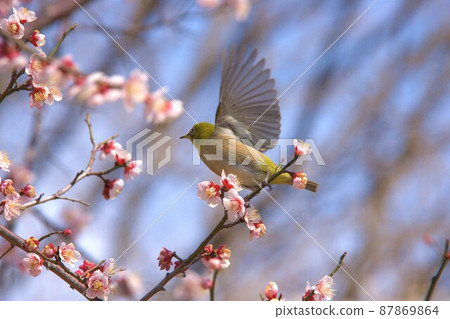 Meiro and plum 87869864