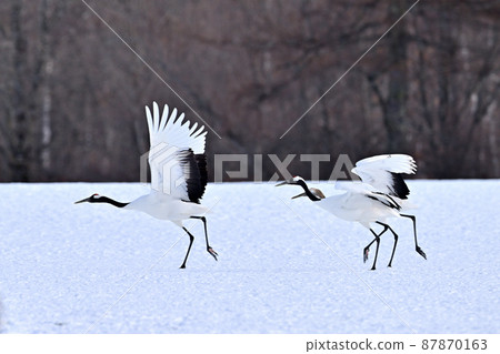 Japanese crane crane 87870163
