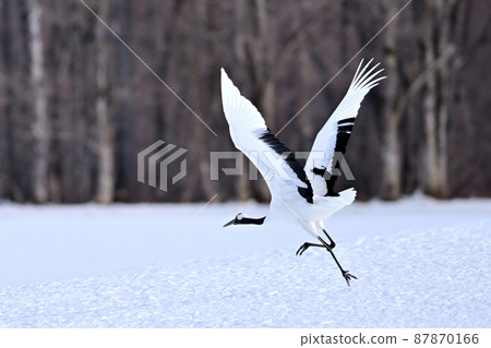 Japanese crane crane 87870166