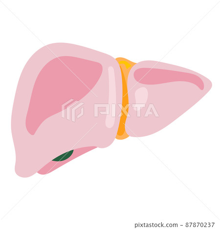 lung human internal organ anatomy 87870237