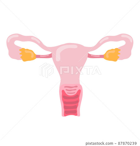 ovary human internal organ anatomy 87870239