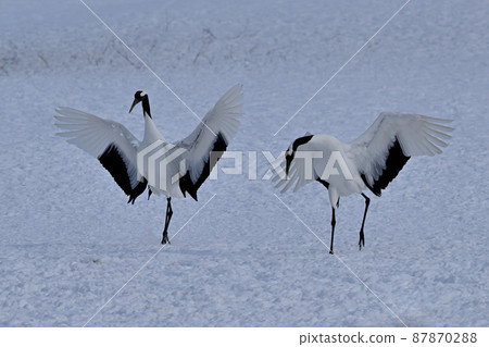 Japanese crane, landing 87870288