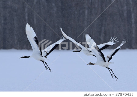 Japanese crane flight 87870435