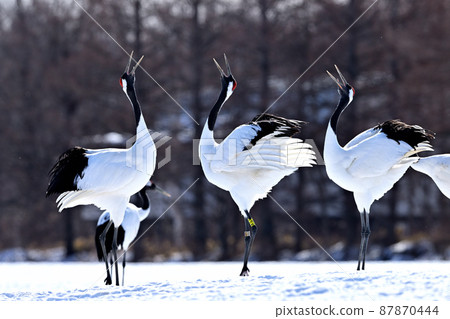 Crane crane Crane crane 87870444