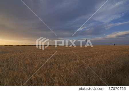 Wheat fields bathed in the sun before harvest 87870733