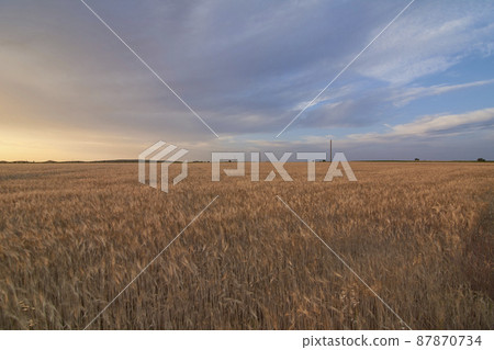 Wheat fields bathed in the sun before harvest Wheat fields bathed in the sun before harvest 87870734