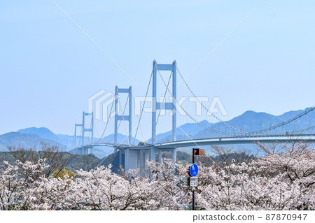 [島波海道] 糸山公園、來島海峽大橋和盛開的櫻花 87870947