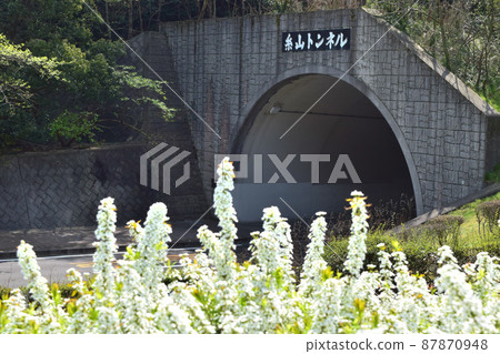 [島波海道] 糸山隧道和雪柳盛開 87870948