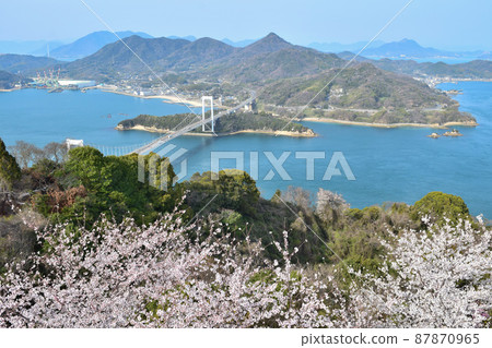 [Shimanami Kaido] Kareiyama Observatory Park, a spectacular view from the Kareiyama summit observatory, cherry blossoms in full bloom, and Hakukata-Oshima Ohashi 87870965