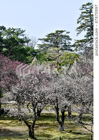 梅花盛開的兼六園 梅花盛開的兼六園 87870997