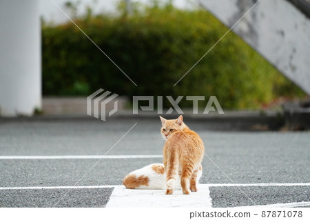 The arrival of spring, the play of a cute brother and sister of a one-year-old stray cat 87871078