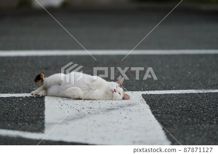 The arrival of spring, the play of a cute brother and sister of a one-year-old stray cat The arrival of spring, the play of a cute brother and sister of a one-year-old stray cat 87871127