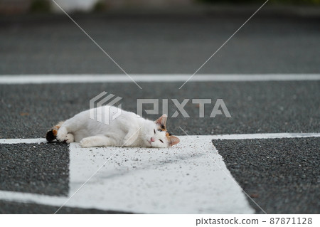 The arrival of spring, the play of a cute brother and sister of a one-year-old stray cat The arrival of spring, the play of a cute brother and sister of a one-year-old stray cat 87871128