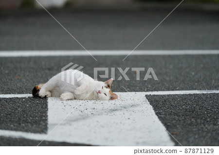 The arrival of spring, the play of a cute brother and sister of a one-year-old stray cat The arrival of spring, the play of a cute brother and sister of a one-year-old stray cat 87871129