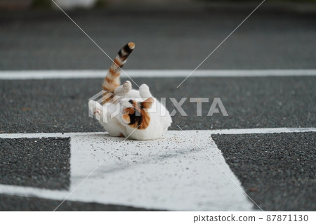 春天的到來,一歲的流浪貓的可愛兄妹劇 春天的到來,一歲的流浪貓的可愛兄妹劇 87871130