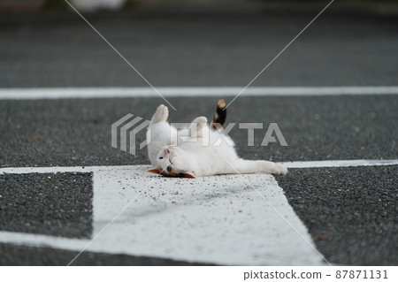 春天的到來，一歲的流浪貓的可愛兄妹劇 87871131