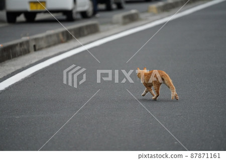 The arrival of spring, the play of a cute brother and sister of a one-year-old stray cat 87871161