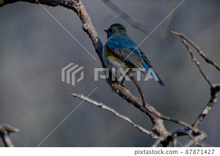 Happy blue bird Ruribitaki ♂ 87871427