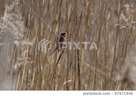Foraging behavior of the American Sparrow family reed bunting 87871446