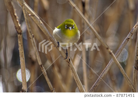 White-eye foraging behavior 87871451