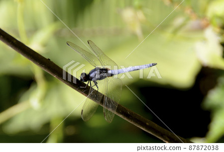 Borneo dragonflies are cute 87872038