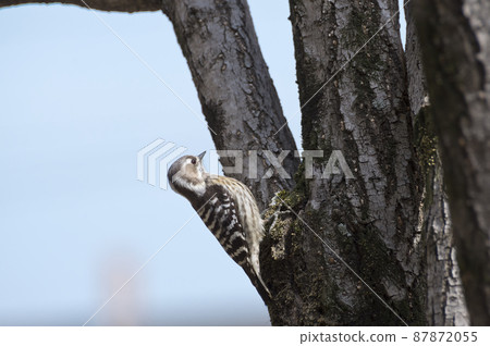 Japanese pygmy woodpecker found in the park Japanese pygmy woodpecker found in the park 87872055