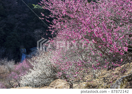 Yugawara Umebayashi Makuyama Park Plum Feast Yugawara Umebayashi Makuyama Park Plum Feast 87872142