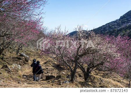 Yugawara Umebayashi Makuyama Park Plum Feast Yugawara Umebayashi Makuyama Park Plum Feast 87872143
