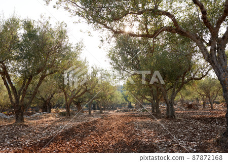 Olive trees garden for oil production in Zakynthos 87872168