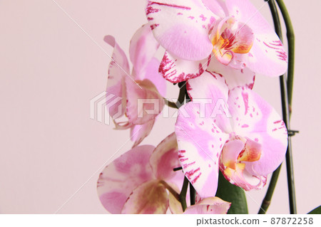 beautiful pink and yellow orchid beautiful pink and yellow orchid 87872258