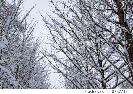 Ginkgo trees with beautiful snow makeup Ginkgo trees with beautiful snow makeup 87872334