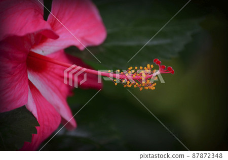 婆羅洲花是明亮的芙蓉 婆羅洲花是明亮的芙蓉 87872348