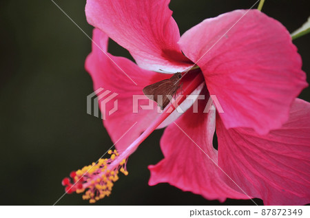 Borneo flowers are bright hibiscus 87872349