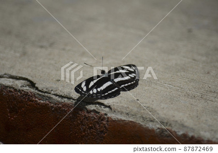 Borneo's endemic butterfly is Neptis phily 87872469