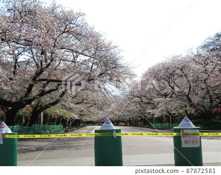 封鎖櫻花大道 (2020) 封鎖櫻花大道 (2020) 87872581