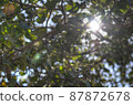 Prayer in Bodh Gaya, India: Greenery and sun of linden trees 87872678