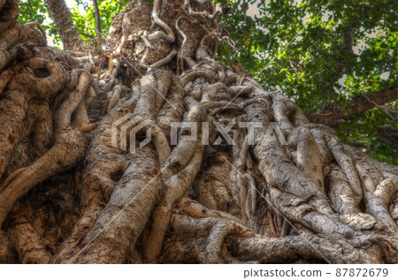 Prayer in Bodh Gaya, India: Greenery and sun of linden trees 87872679