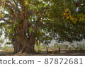 Prayer in Bodh Gaya, India: Greenery and sun of linden trees 87872681