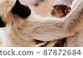 Parent and child of monkeys found in Bodh Gaya, India 87872684