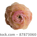Cut out pink ranunculus flowers 87873060