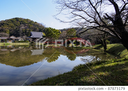 鎌倉殿的權威神奈川縣橫濱市金澤區正明寺的早春，與北條市有關 87873179