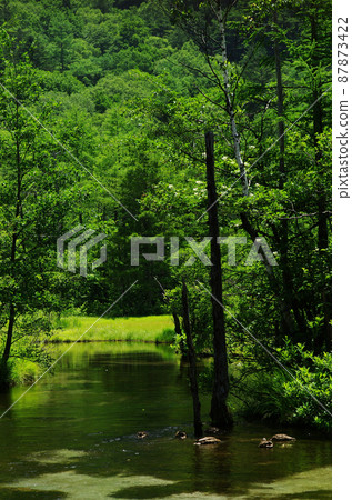 How many times have you entered this massif in Kamikochi, fascinated by this pleasant sound? I love this moment of being in nature. How many times have you entered this massif in Kamikochi, fascinated by this pleasant sound? I love this moment of being in nature. 87873422
