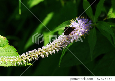How many times have you entered this massif in Kamikochi, fascinated by this pleasant sound? I love this moment of being in nature. How many times have you entered this massif in Kamikochi, fascinated by this pleasant sound? I love this moment of being in nature. 87873432