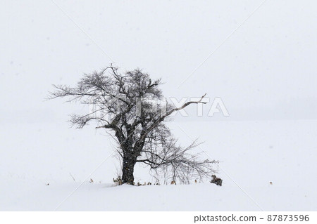 A deciduous tree standing in a snowy field 87873596