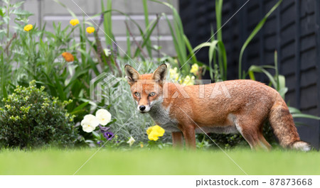 Close up of a red fox in a garden in summer Close up of a red fox in a garden in summer 87873668