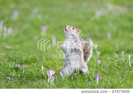 Eastern grey squirrel  standing up on its hind legs in green grass with crocus 87873680